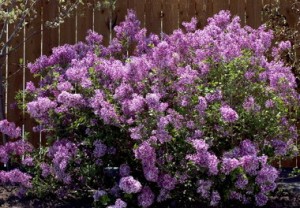 First Gardening Purchase For The New House! - All The Sparkle